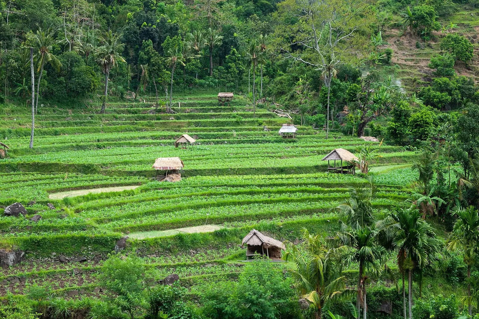 Bali, Rice fields in the forest, East Bali, Indonesia